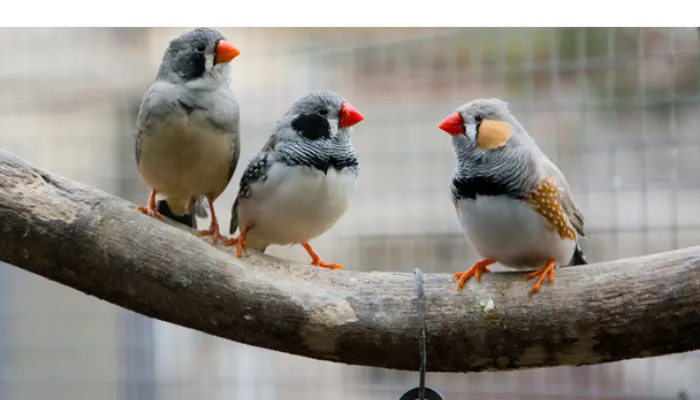can-finch-and-canaries-live-together