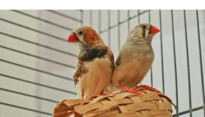 can-finch-and-lovebirds-share-cage