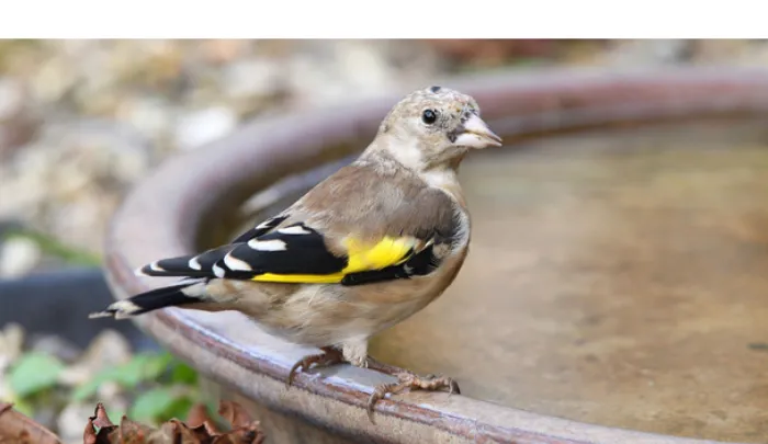 can-finch-eat-banana