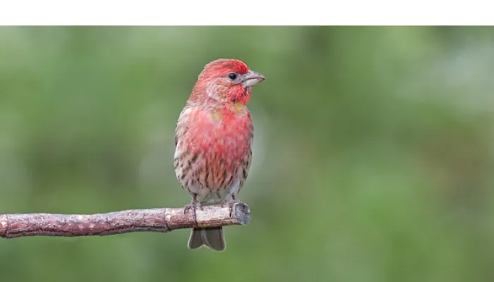 can-finch-eat-bread