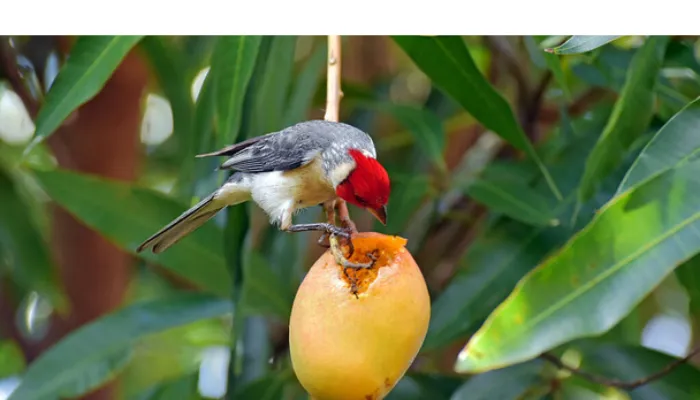 can-finch-eat-mango