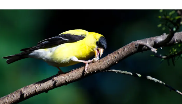 can-finch-eat-mealworm