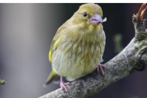 can-finch-eat-orange
