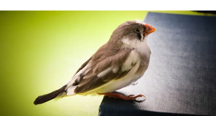 Can Finches Eat Parakeet Food Nutrition Risks Benefits HowToAnimal can-finches-eat-parakeet-food-nutrition-risks-benefits-howtoanimal