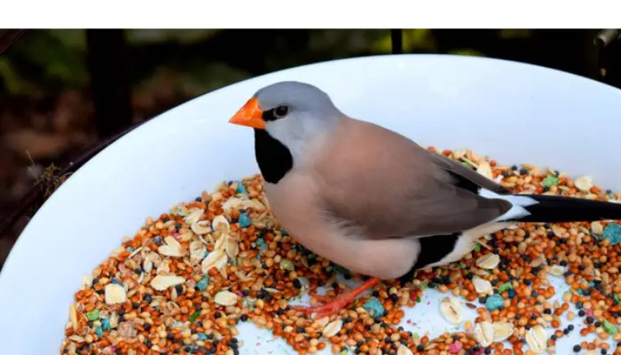 can-finch-eat-quinoa