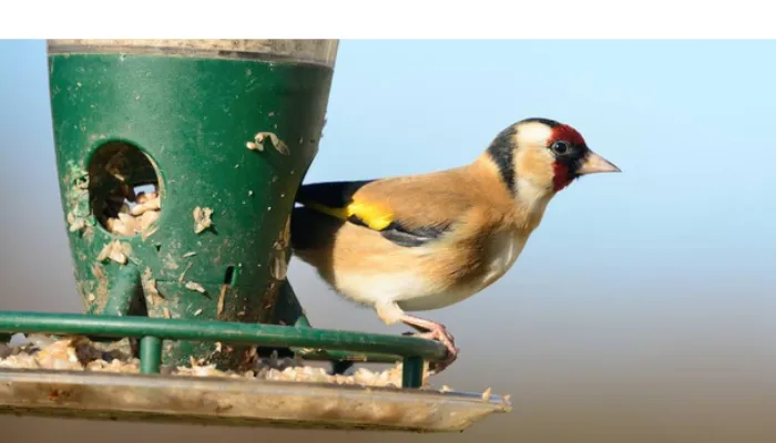 can-finch-eat-sunflower-seeds