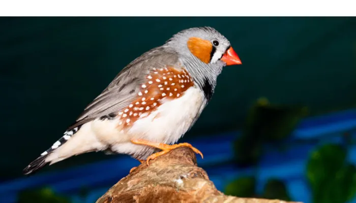 can-finch-eat-tomatoes