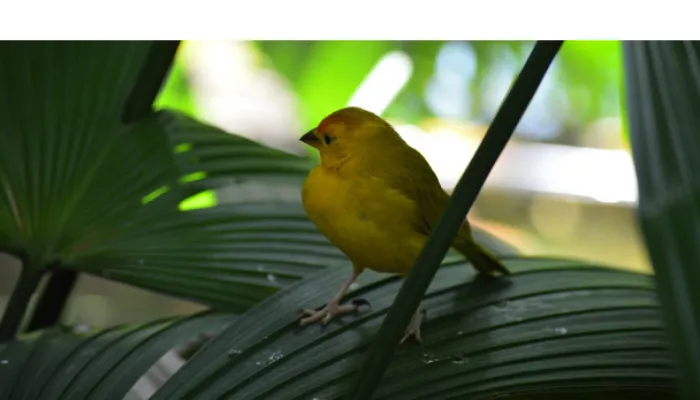 can-finch-fly