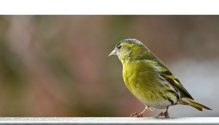 can-finch-grow-back-feathers
