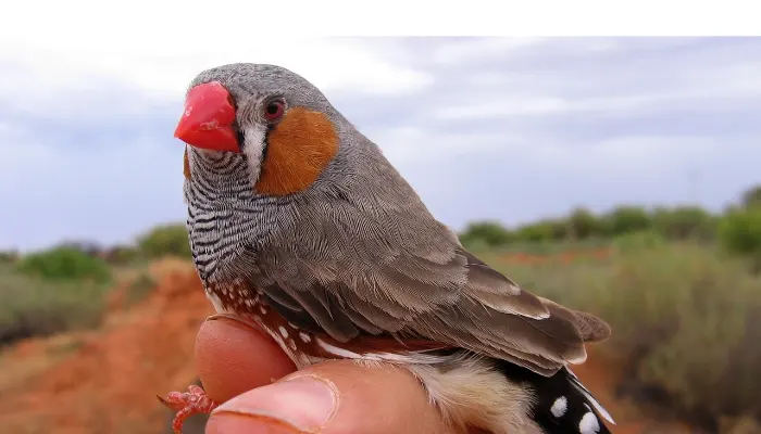 can-finch-overeat