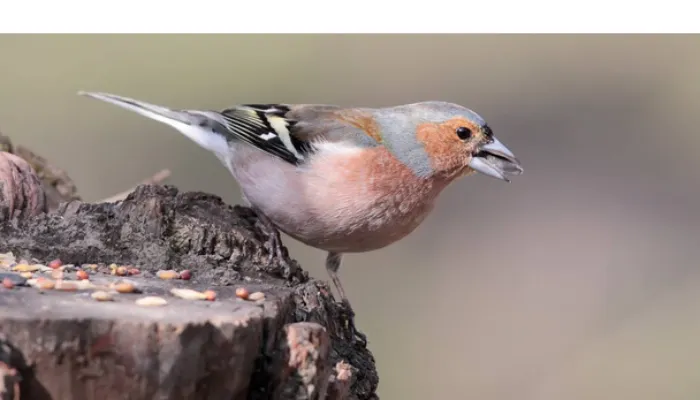 can-finch-see-dark
