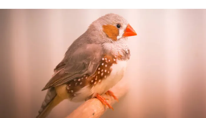 do-finches-reuse-nest