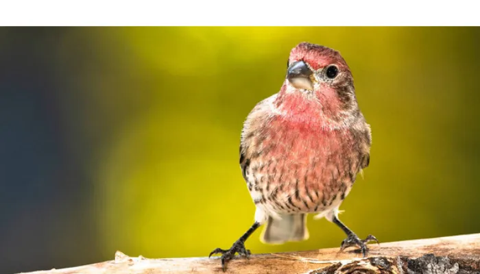 can-finches-have-watermelon