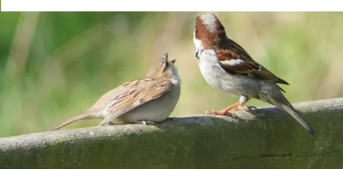difference-finch-and-sparrow