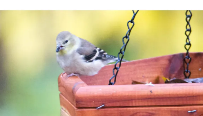 differences-finch-chickadee