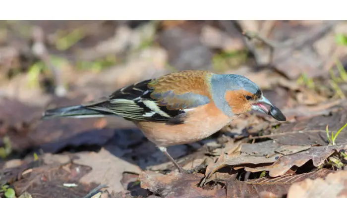 do-finch-eat-bugs