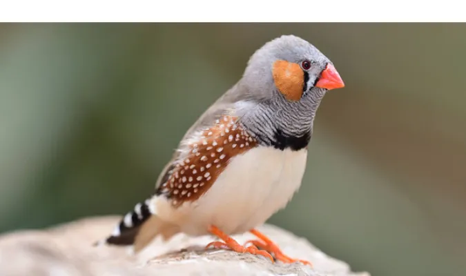 do-finch-sing