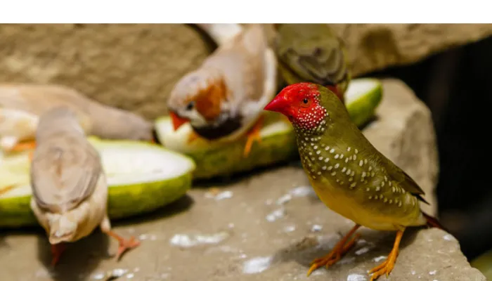 do-finches-and-humming-birds-get-along
