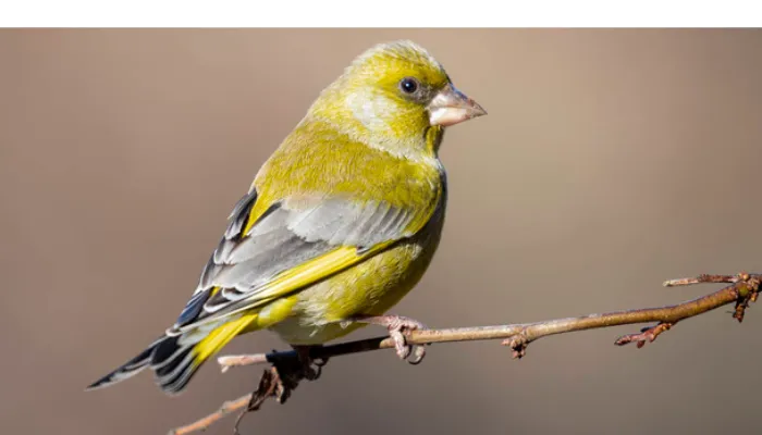 do-finches-eat-own-eggs