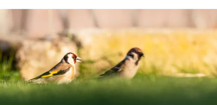 do-finches-fly-travel-in-flocks