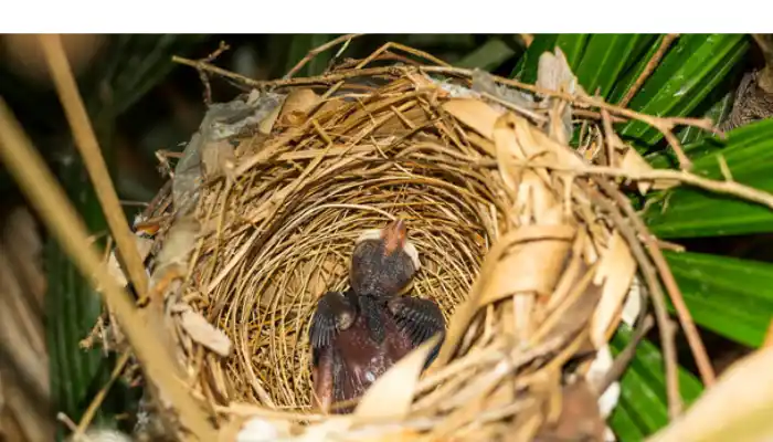 do-finches-throw-their-babies-out-nest