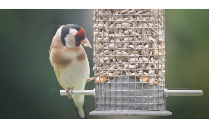 does-finch-need-cuttlebone