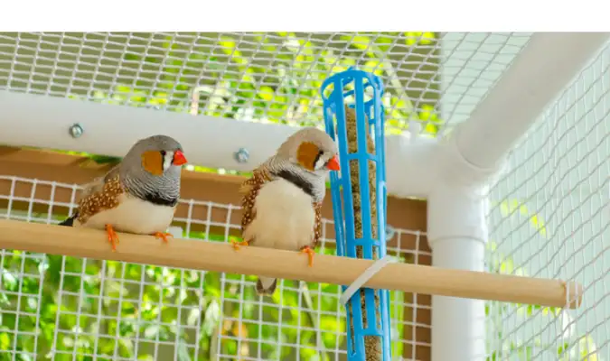 essential-items-to-include-in-finch-cage