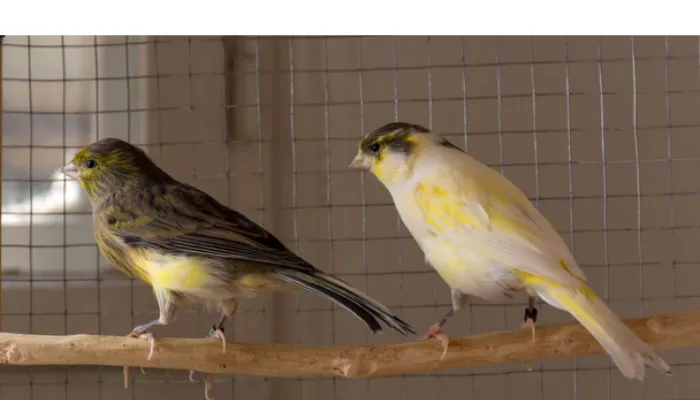 finch-canary-differences