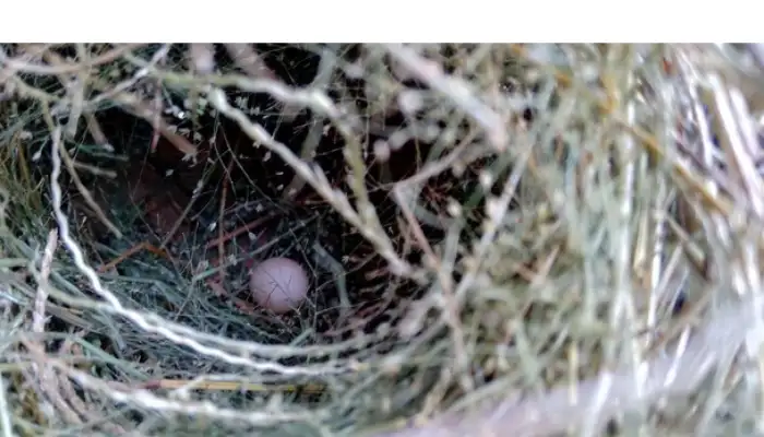 finch-eggs-disappear-from-nest