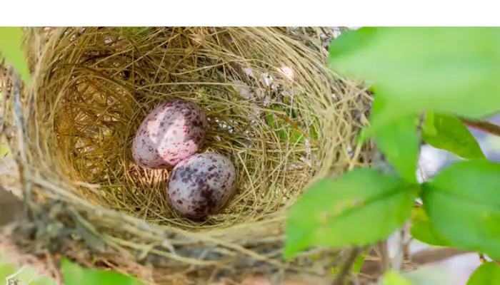 finch-lay-eggs-symptoms