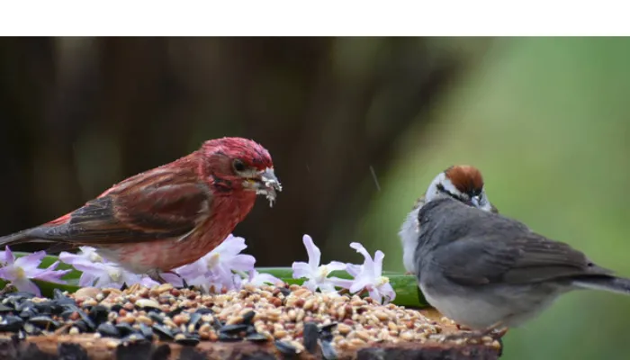 finch-wren-sparrow