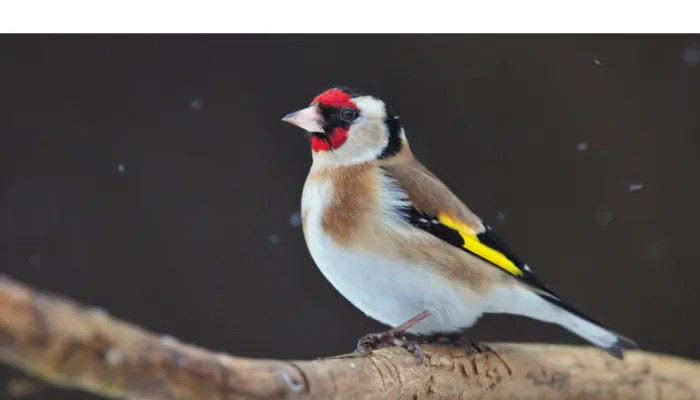 goldfinch-vs-yellow-finch