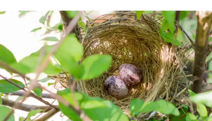 house-finch-egg-sitting-habits