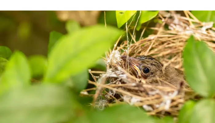 how-long-baby-finch-rely-on-parents-for-care
