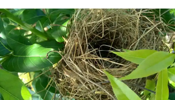 how-long-finch-eggs-left-unattended