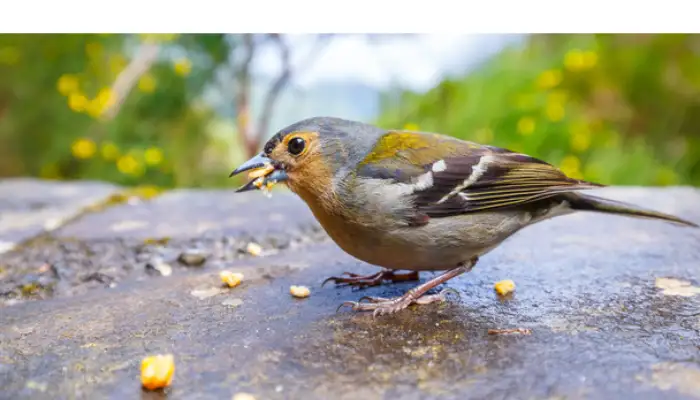 how-often-do-finches-need-to-bathe