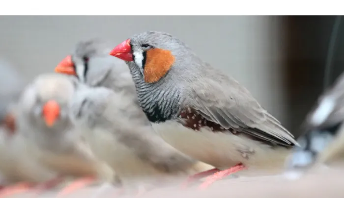 how-to-tame-your-finch