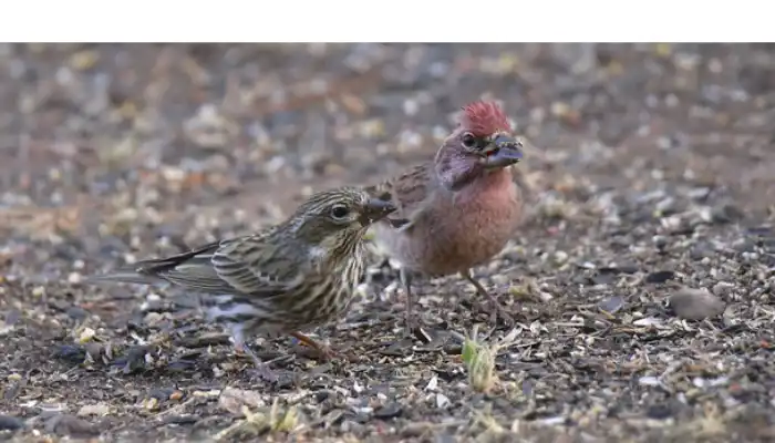 red-head-finch-vs-house-finch