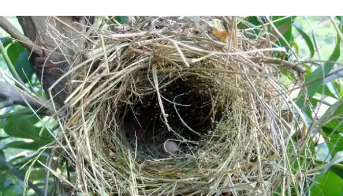 signs-finch-eggs-are-fertile