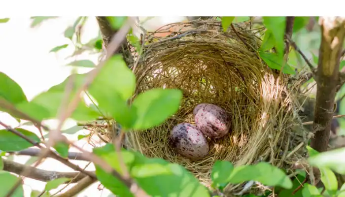 what-to-do-when-finch-eggs-do-not-hatch