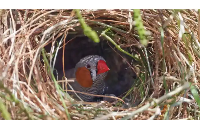 why-finch-throw-eggs-out-nest