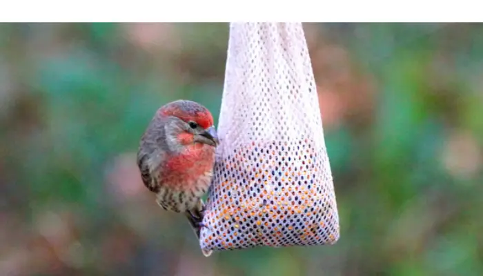 why-some-finch-eat-upside-down