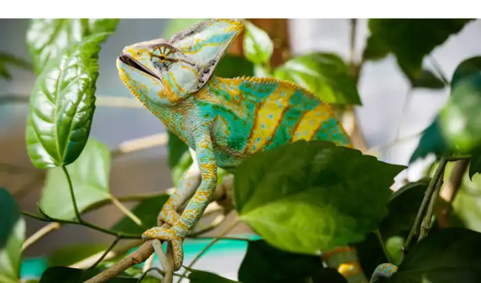are-chameleon-good-pets