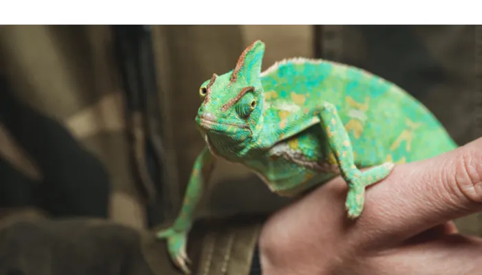 can-chameleon-eat-basil