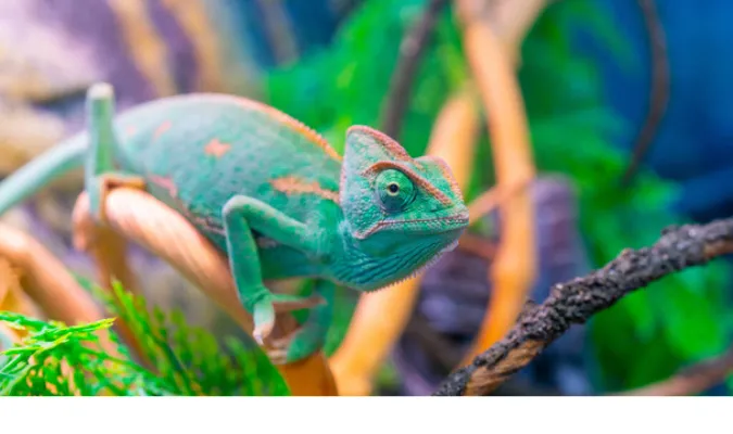 can-chameleon-eat-blueberries