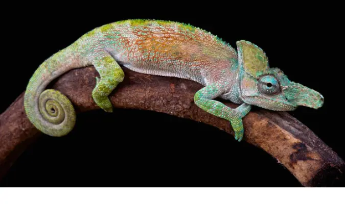 can-chameleon-eat-strawberry