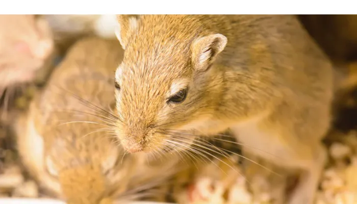 can-gerbils-live-together