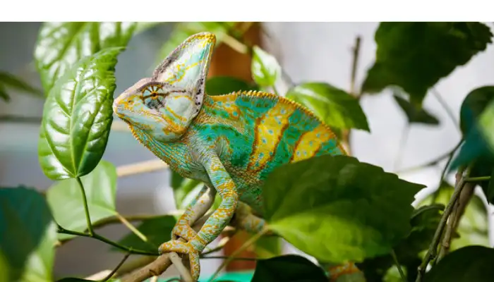 chameleon-as-pets-for-kids