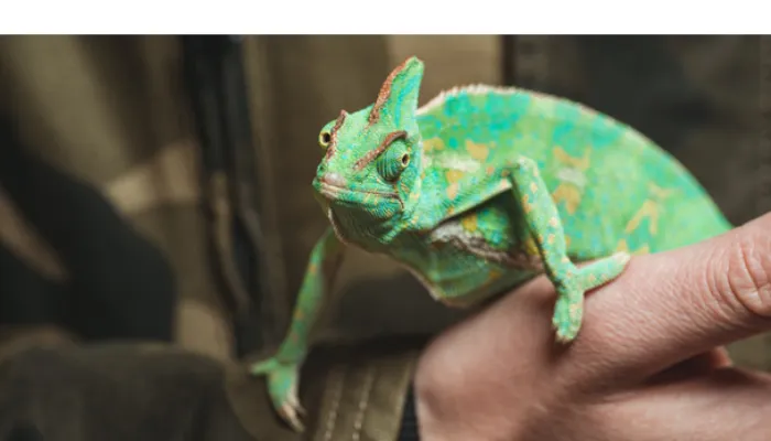 is-chameleon-suitable-pet-for-beginners