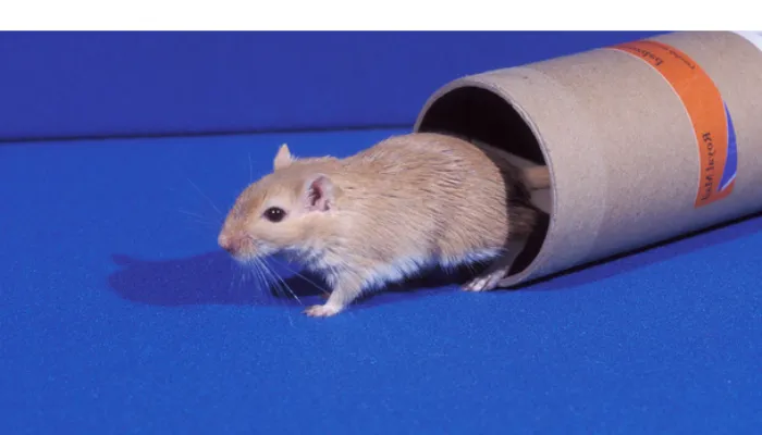 pros-cons-having-gerbil-pet